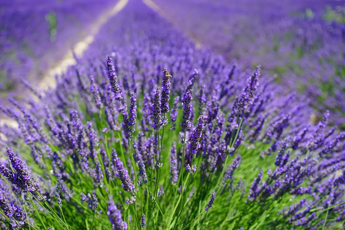 lavanda