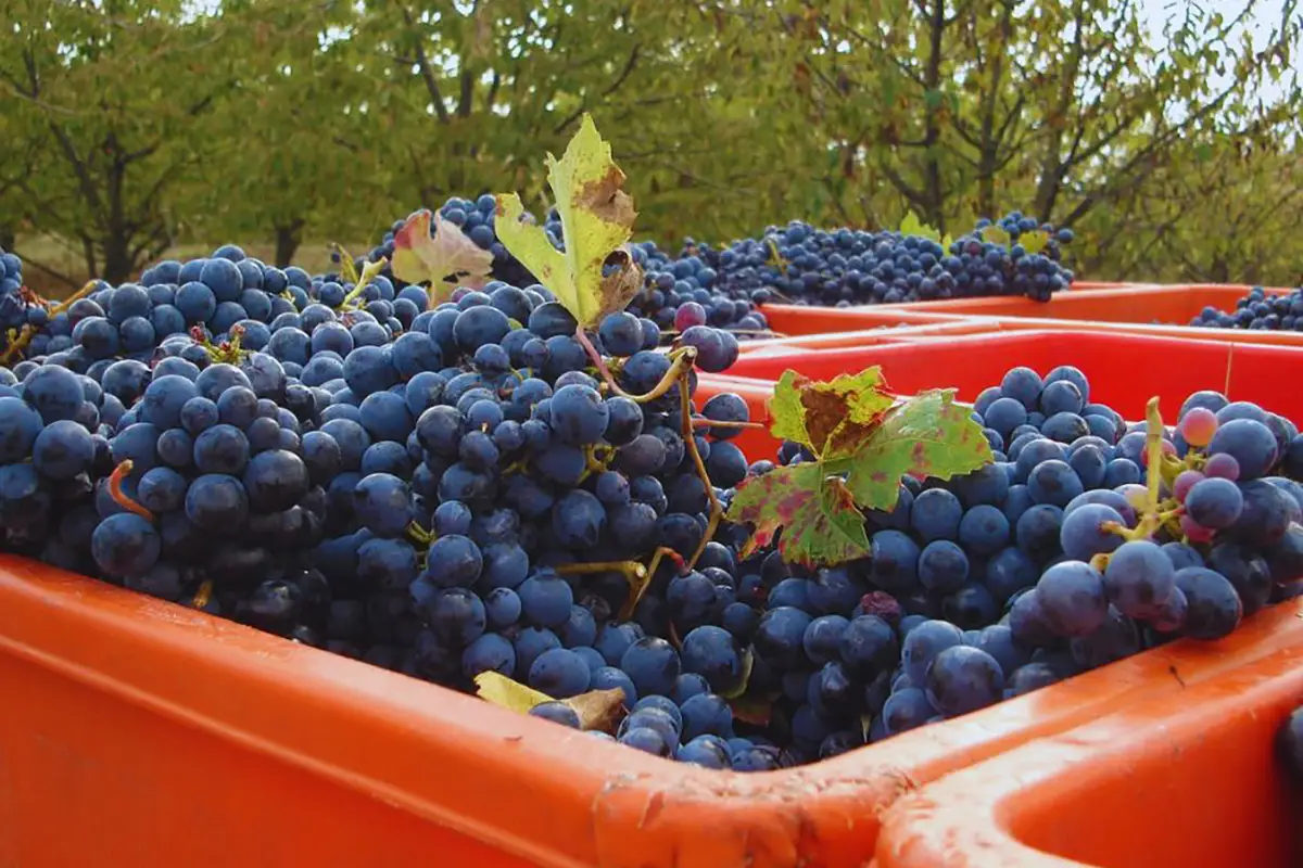 vendemmia turistica