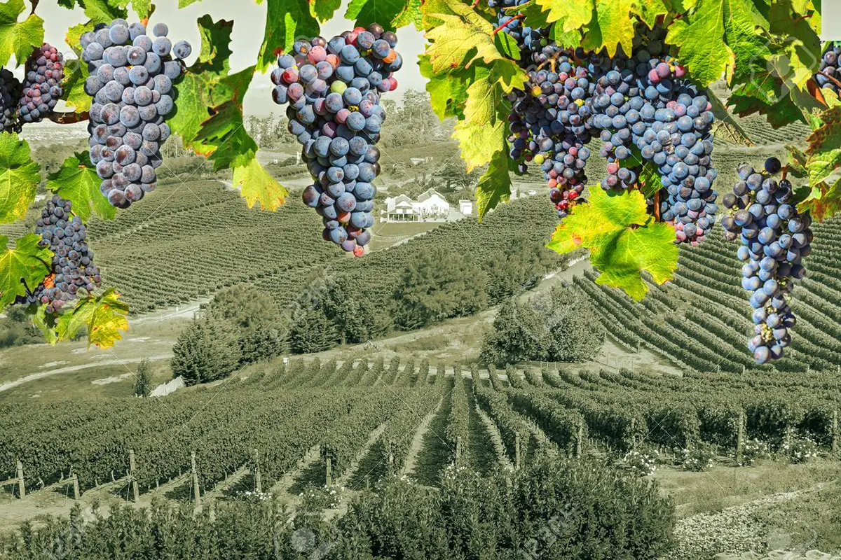 vendemmia