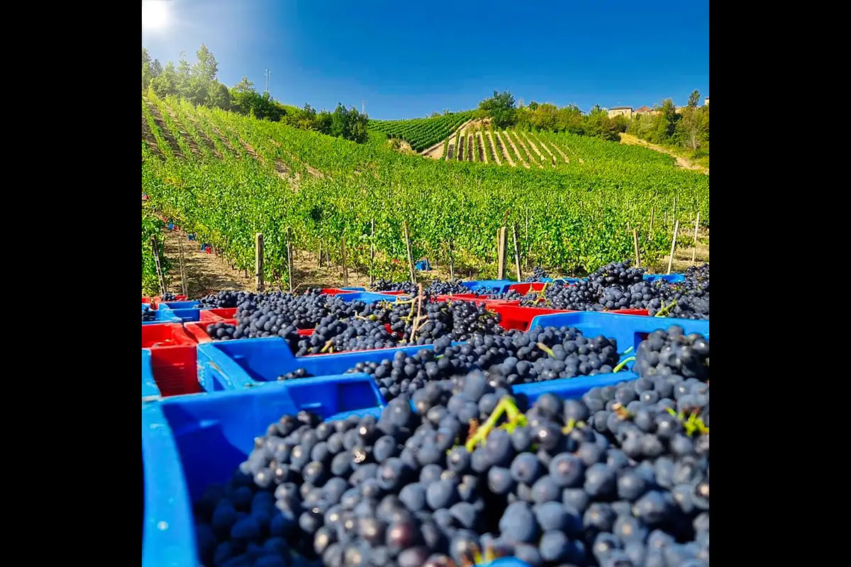 vendemmia cantine bertelegni