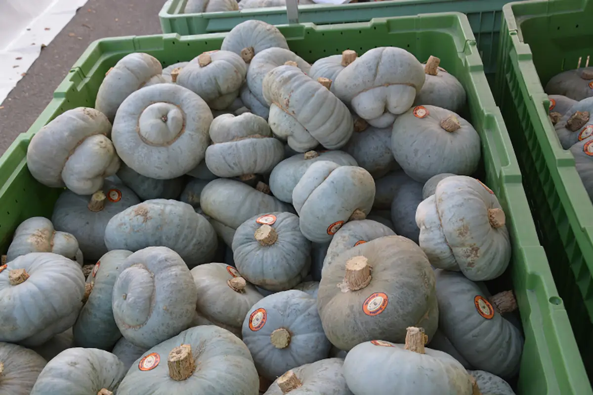 zucca berrettina