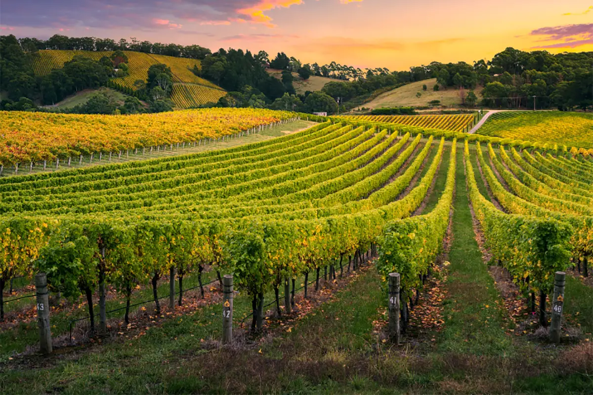 colline e vigneti