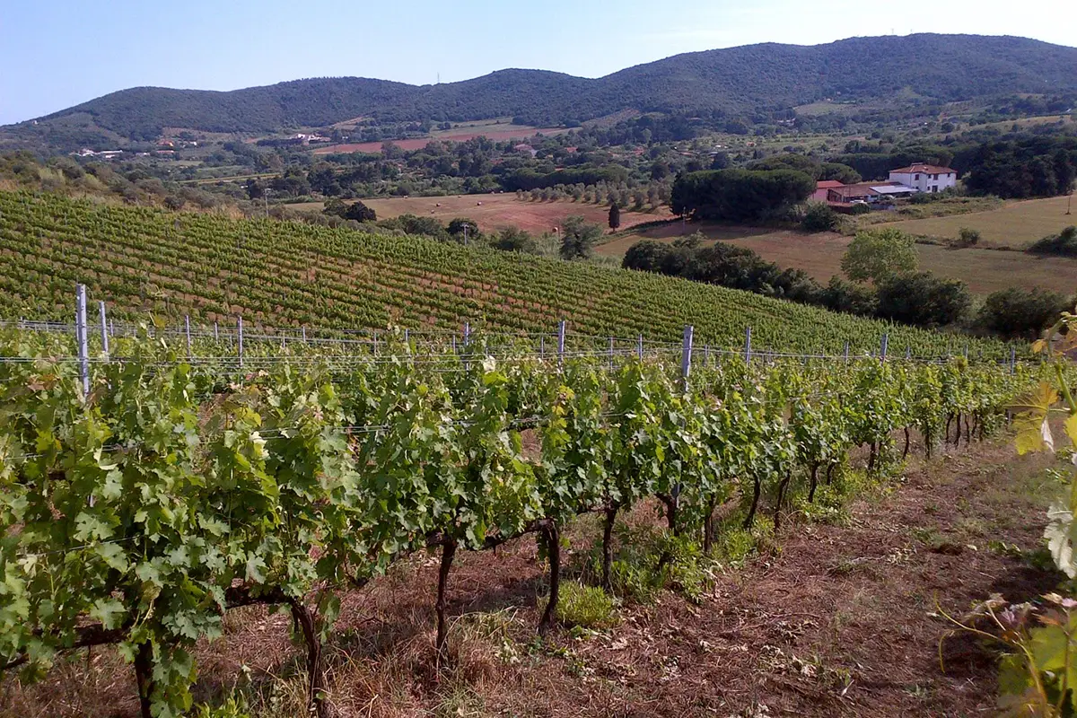 aziende agricole produzione vino