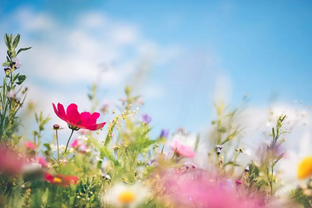 festa della primavera