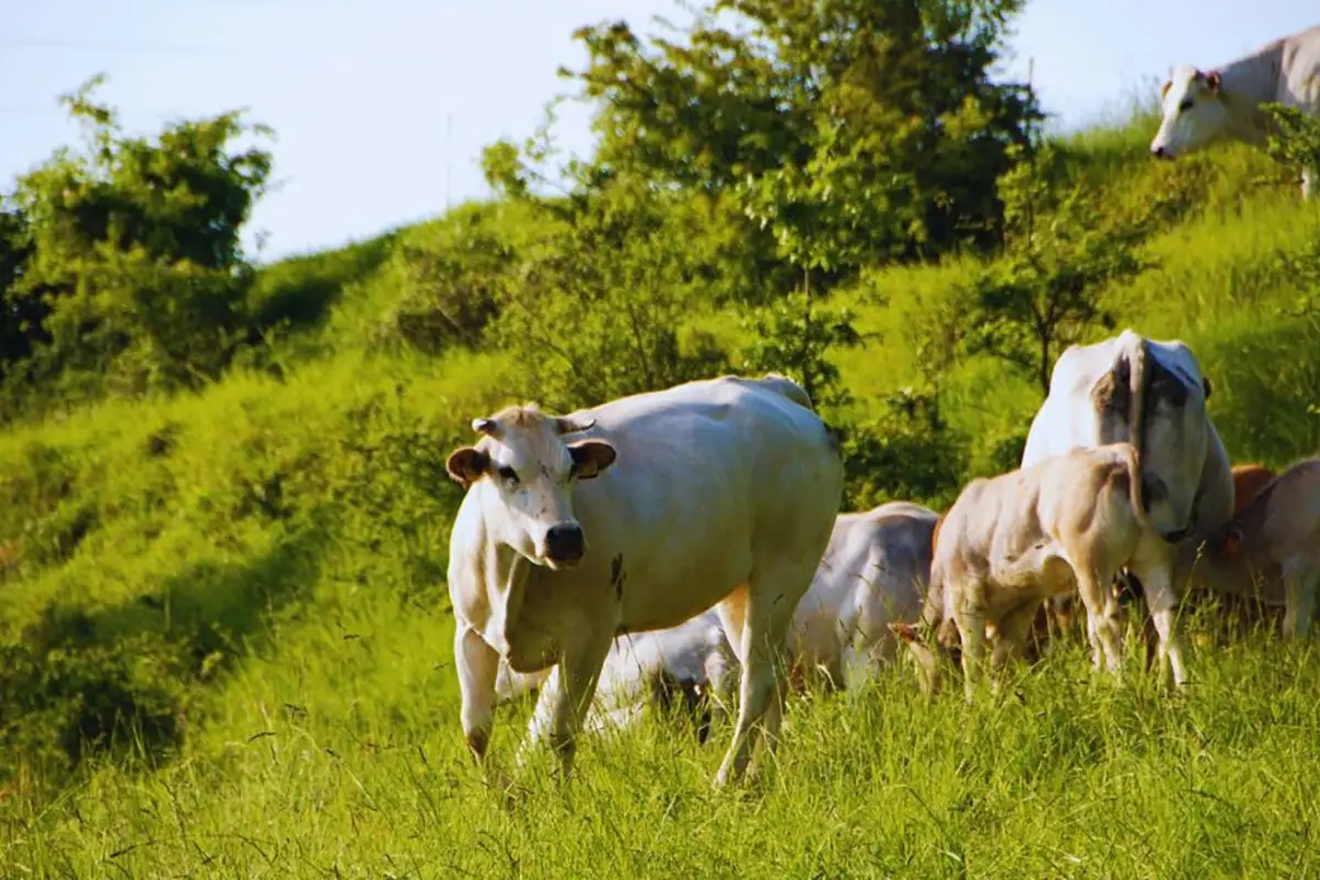 carne bovina