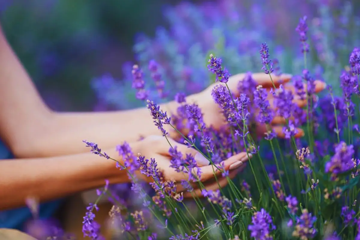 lavanda da vedere