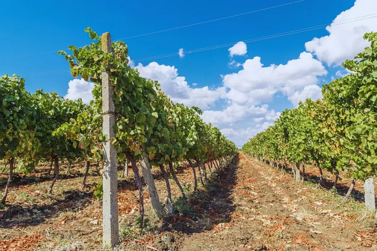 storia vinicola