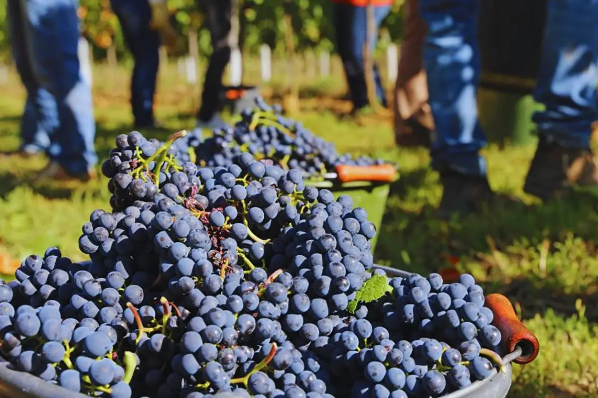 vendemmia turistica