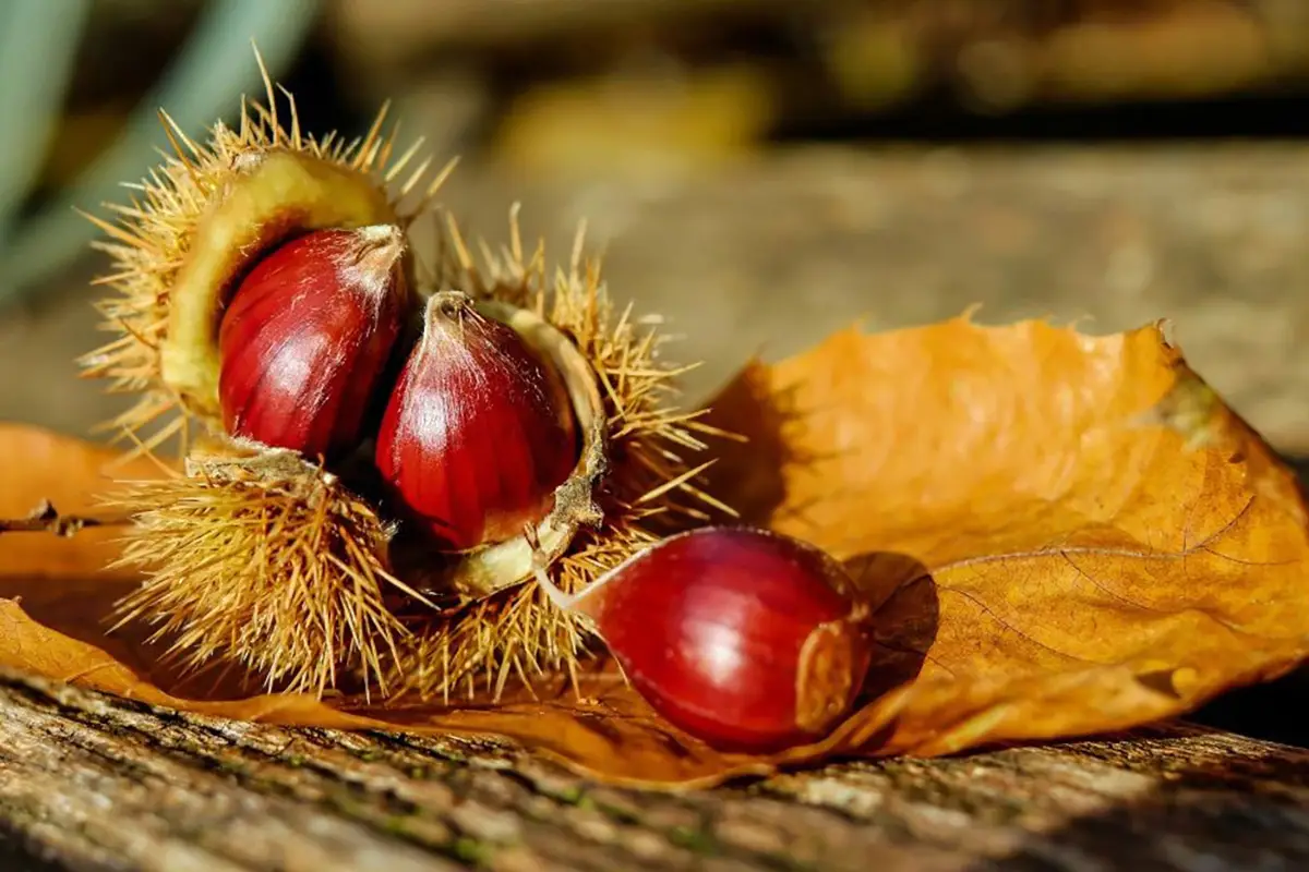 raccolta delle castagne