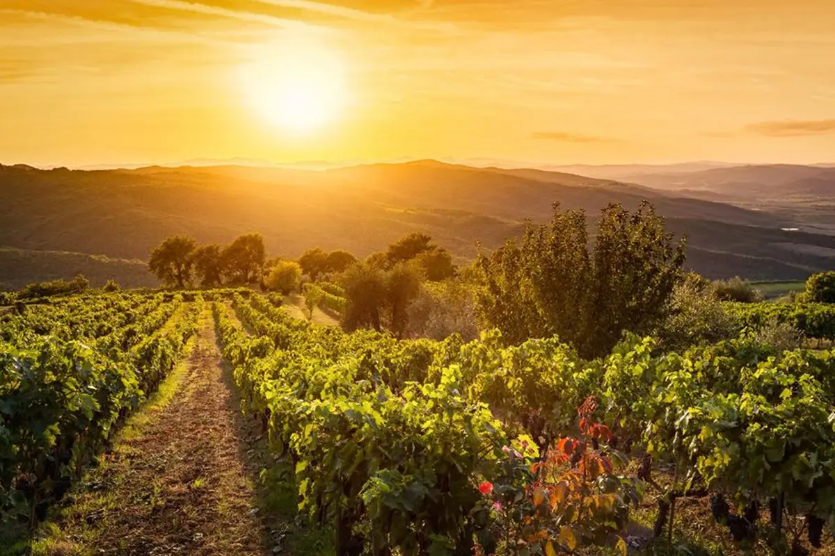 territorio vinicolo unico a forma di grappolo