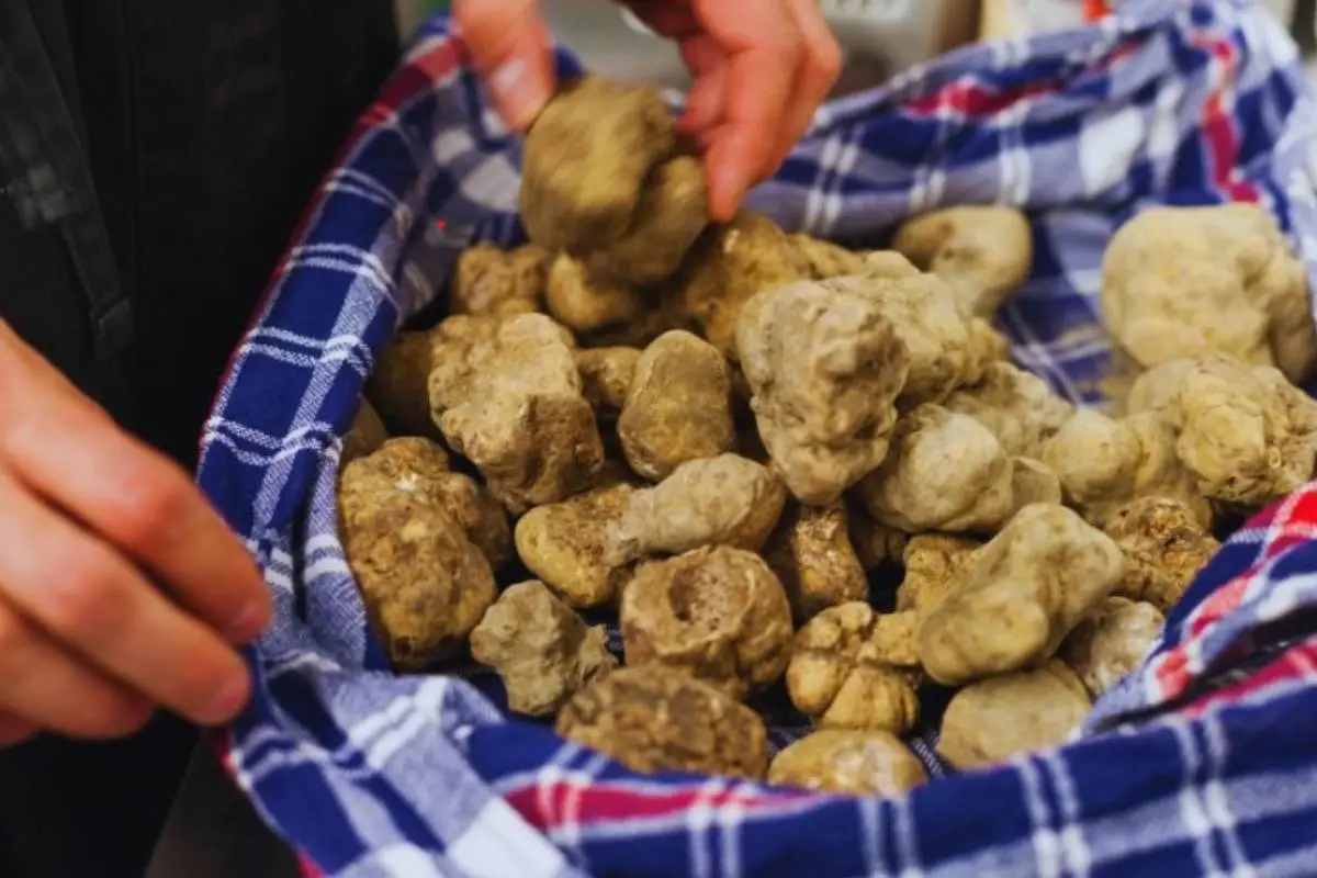 Scopri la Fiera ddel Tartufo e del Miele di Casteggio