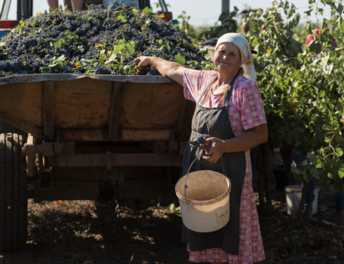 Oltrepò Pavese: terra di colline, vini e borghi da scoprire