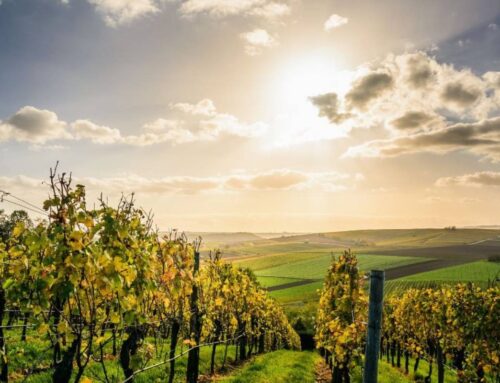 The Oltrepò Pavese: an agricultural area to be enhanced