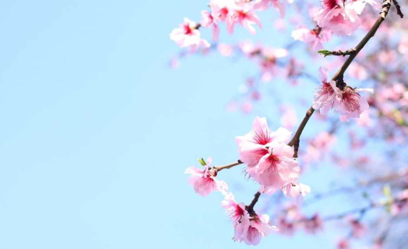 Fiera di primavera a Codevilla